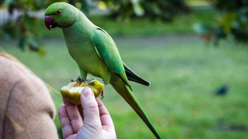 Wild Parakeets - Kensington Gardens