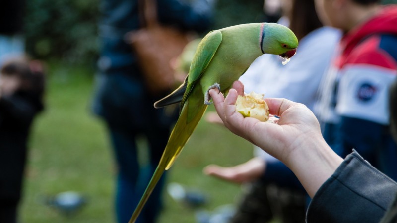 Wild Parakeets - Kensington Gardens