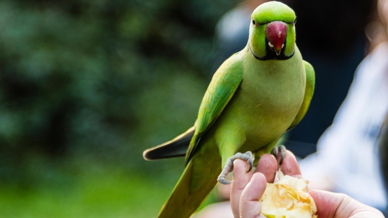 Wild Parakeets - Kensington Gardens